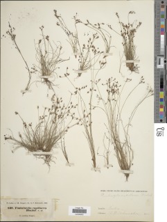 To Fimbristylis_capillacea_NMNH_type_1