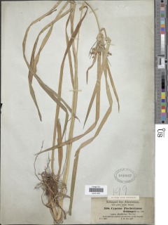 To NMNH Botany Collections (Cyperus fischerianus NMNH1093927 type 1)