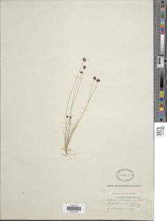 To NMNH Botany Collections (Isolepis schimperiana NMNH945141 type 1)