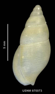 To NMNH Extant Collection (Pareuthria ringei (Strebel, 1905), shell, dorsal view)