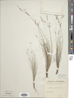 To NMNH Botany Collections (Bulbostylis togoensis NMNH3153753 type 1)