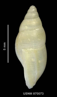 To NMNH Extant Collection (Pareuthria ringei (Strebel, 1905), shell, lateral view)