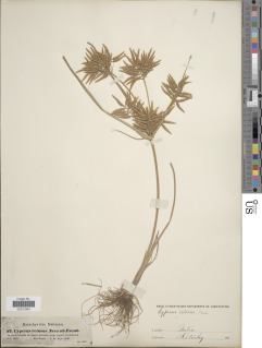 To Cyperus_retusus_NMNH_type_1