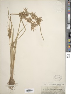 To Cyperus_retusus_NMNH806285_type_1