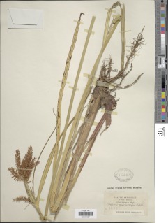 To NMNH Botany Collections (Cyperus aureorufus NMNH945660 type 1)