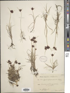 To NMNH Botany Collections (Cyperus atropurpureus NMNH808153 type 1)