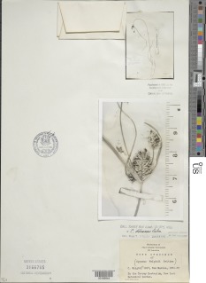 To NMNH Botany Collections (Cyperus wrightii NMNH3166765 type 1)