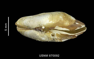 To NMNH Extant Collection (Hiatella solida (Sowerby, 1834), shell, apical view)
