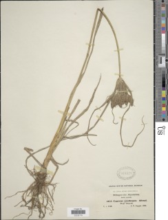 To NMNH Botany Collections (Cyperus xanthopus NMNH945523 type 1)