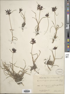 To NMNH Botany Collections (Cyperus brunneoater NMNH808152 type 1)