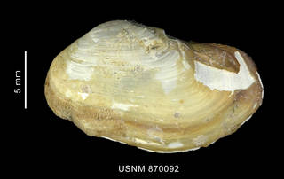 To NMNH Extant Collection (Hiatella solida (Sowerby, 1834), shell, left valve, outer view)