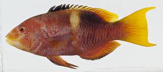 To NMNH Extant Collection (Bodianus perditio USNM 438465 photograph lateral view)