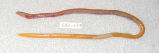 To NMNH Extant Collection (Moringua USNM 401766 photograph lateral view)