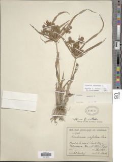 To Cyperus_laetus.obtusiflora_NMNH579740_type_1