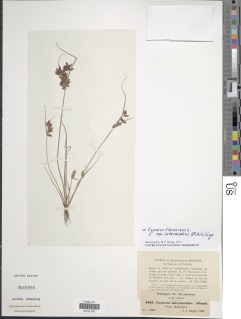 To Cyperus_intermedius_NMNH3645856_type_1