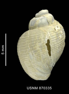 To NMNH Extant Collection (Admete schythei (Philippi, 1856), shell, dorsal view)