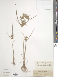 To Cyperus_retusus_NMNH3648064_type_1