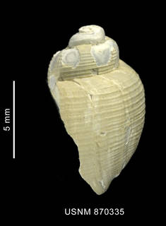 To NMNH Extant Collection (Admete schythei (Philippi, 1856), shell, lateral view)
