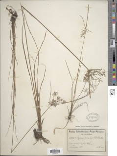 To NMNH Botany Collections (Cyperus atribulbus NMNH553382 type 1)