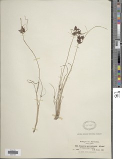 To Cyperus_nevrotropis_NMNH945347_type_1