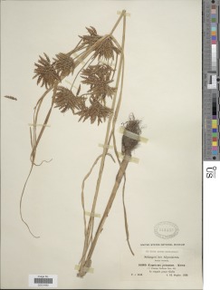 To Cyperus_retusus_NMNH945558_type_1