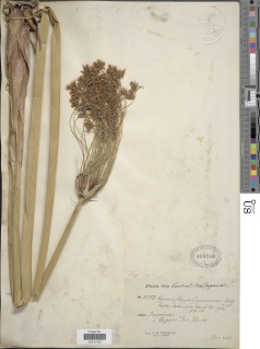 To NMNH Botany Collections (Cyperus imerinensis NMNH808160 type 1)