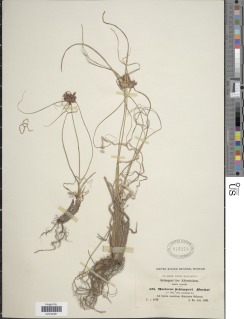 To NMNH Botany Collections (Mariscus schimperi NMNH945273 type 1)