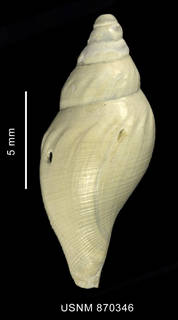 To NMNH Extant Collection (Typhlodaphne strebeli Powell, 1951, shell, dorsal view)