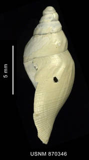 To NMNH Extant Collection (Typhlodaphne strebeli Powell, 1951, shell, lateral view)