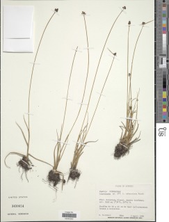 To NMNH Botany Collections (Lipocarpha constricta NMNH3430454 type 2)