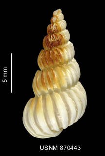 To NMNH Extant Collection (Coroniscala magellanica (Philippi, 1845), shell, dorsal view)