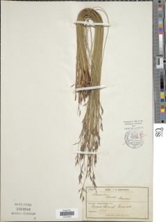 To NMNH Botany Collections (Schoenus carsei NMNH3203546 type 1)