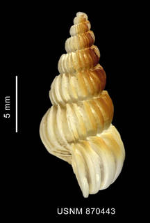 To NMNH Extant Collection (Coroniscala magellanica (Philippi, 1845), shell, lateral view)