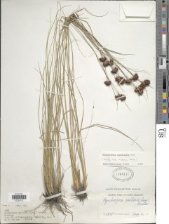 To Rhynchospora_cephalantha.antrorsa_NMNH1768177_type_1