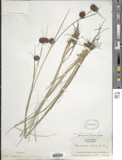 To Rhynchospora_cephalantha.controversa_NMNH1837559_type_1