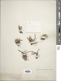 To NMNH Botany Collections (Cyperus clandestinus NMNH244077 type 2)