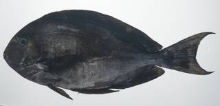 To NMNH Extant Collection (Acanthurus mata USNM 435653 photograph lateral view)