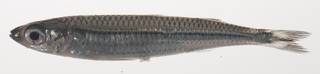 To NMNH Extant Collection (Atherinomorus lineatus USNM 435366 photograph lateral view)