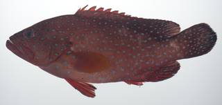 To NMNH Extant Collection (Cephalopholis miniata USNM 435627 photograph lateral view)