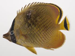 To NMNH Extant Collection (Chaetodon rafflesii USNM 435395 photograph lateral view)