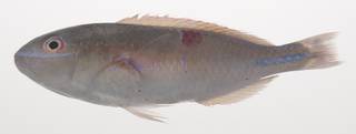 To NMNH Extant Collection (Choerodon margaritiferus USNM 435387 photograph lateral view)