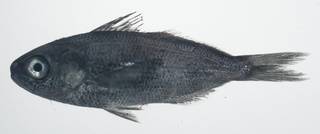 To NMNH Extant Collection (Cubiceps whiteleggii USNM 435694 photograph lateral view)