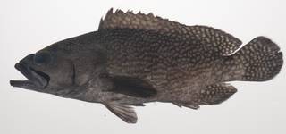 To NMNH Extant Collection (Epinephelus ongus USNM 435567 photograph lateral view)