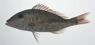 To NMNH Extant Collection (Lethrinus semicinctus USNM 435701 photograph lateral view)