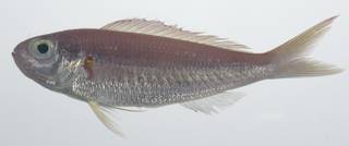 To NMNH Extant Collection (Nemipterus balinensoides USNM 435674 photograph lateral view)