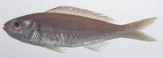 To NMNH Extant Collection (Nemipterus balinensoides USNM 435676 photograph lateral view)