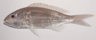 To NMNH Extant Collection (Nemipterus hexodon USNM 435601 photograph lateral view)