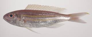 To NMNH Extant Collection (Nemipterus nematopus USNM 435602 photograph lateral view)