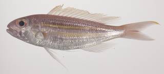 To NMNH Extant Collection (Nemipterus nematopus USNM 435604 photograph lateral view)