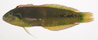 To NMNH Extant Collection (Novaculichthys macrolepidotus USNM 435384 photograph lateral view)